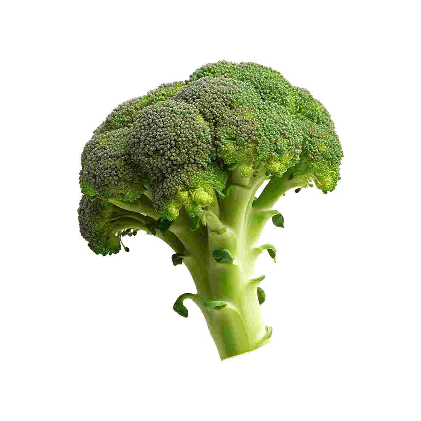 Fresh Broccoli